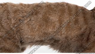 fur cat 0011